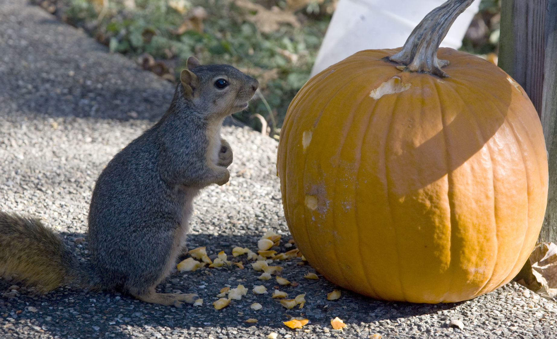 Boo at the Zoo